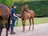 KS300622-55 - Cupboard Love & foal by Territories